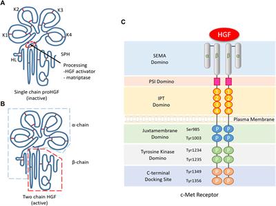 HGF/c-Met: A Key Promoter in Liver Regeneration